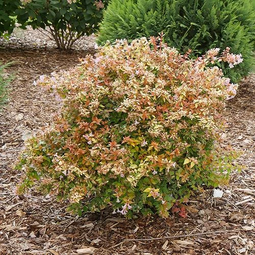 Funshine® Abelia - Image 4