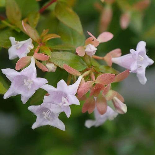 Funshine® Abelia - Image 2
