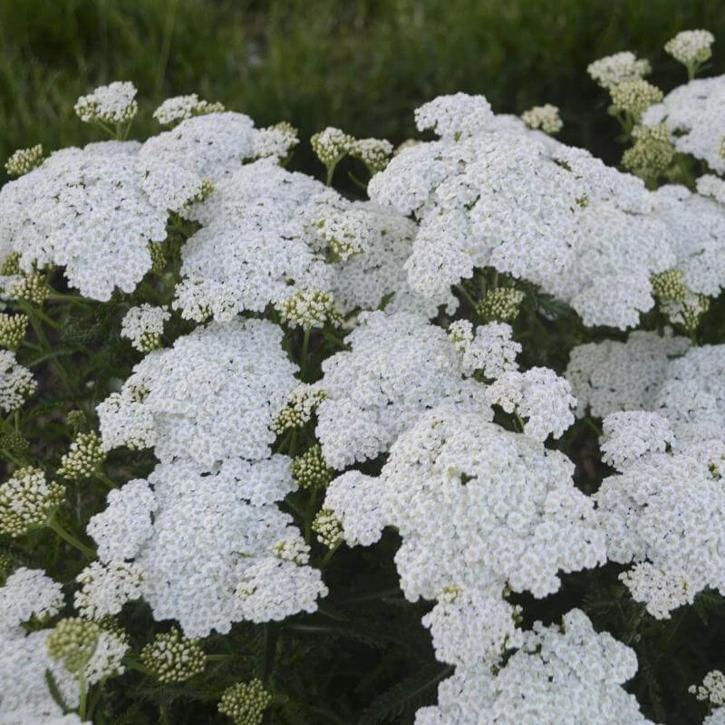 'Firefly Diamond' Yarrow - Image 3