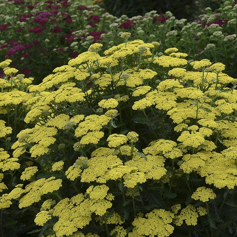 'Firefly Sunshine' Yarrow - Image 3