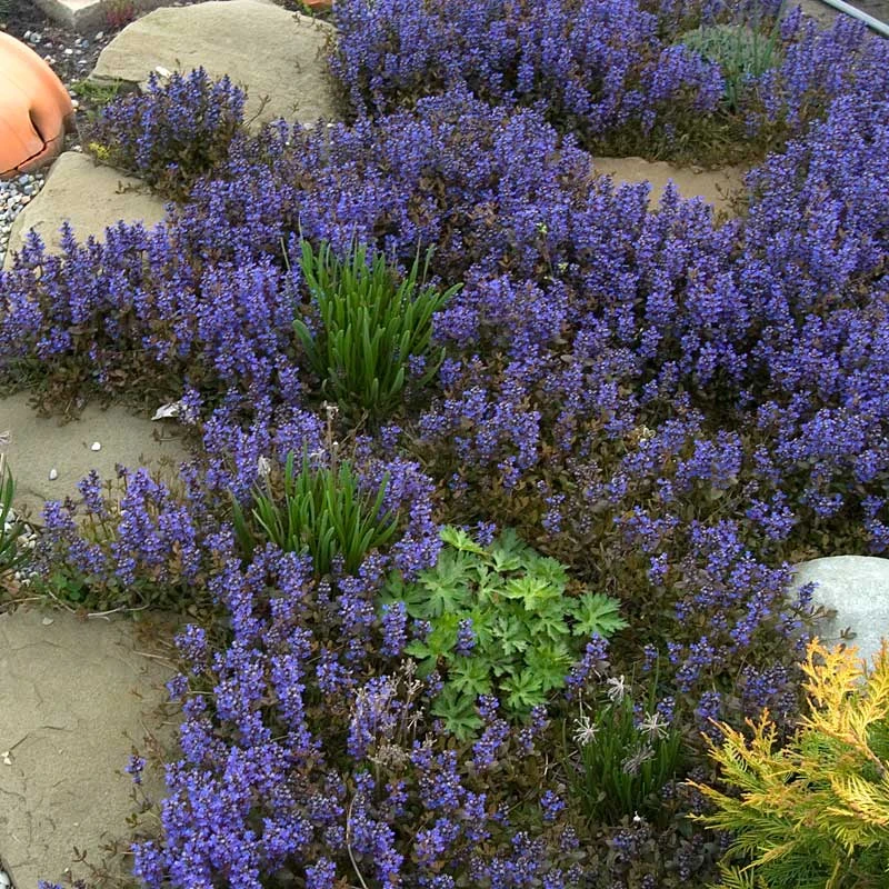 'Chocolate Chip' Bugleweed - Image 2