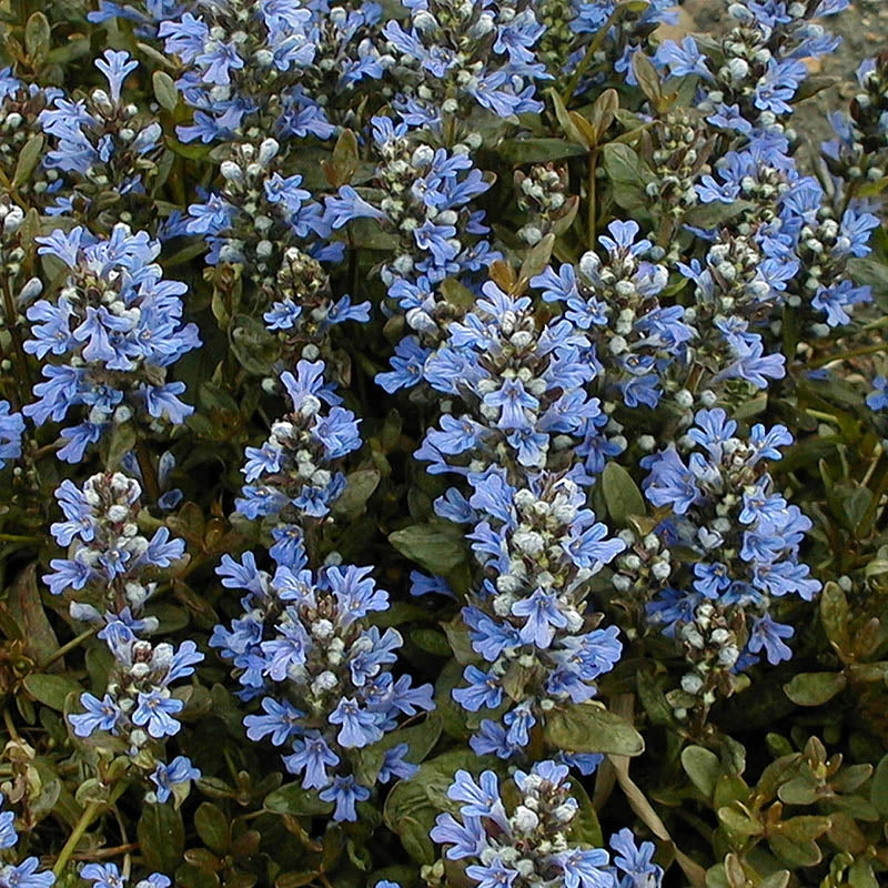 'Chocolate Chip' Bugleweed - Image 6