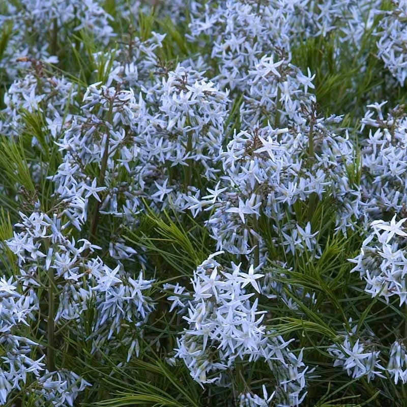 Threadleaf Bluestar