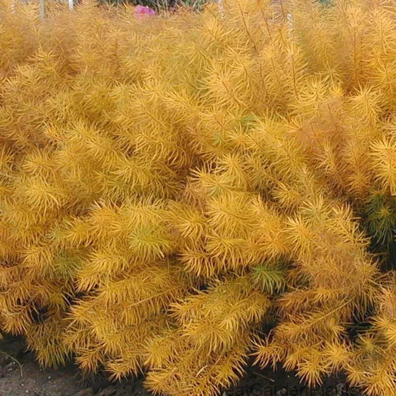 Threadleaf Bluestar - Image 7