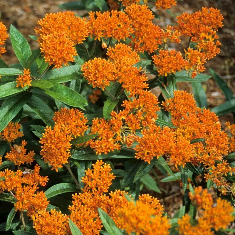 Orange Milkweed - Image 4