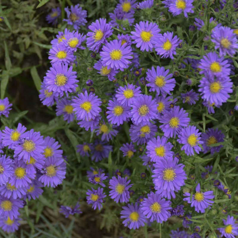 Kickin® 'Lilac Blue' New England Aster - Image 2