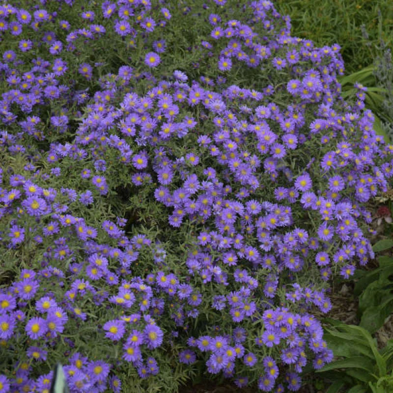Kickin® 'Lilac Blue' New England Aster - Image 3