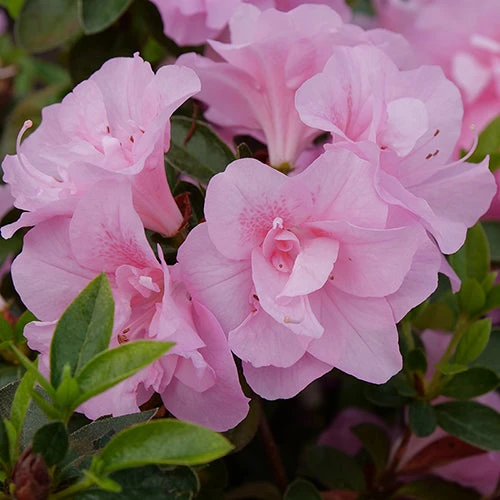 Perfecto Mundo® Double Pink Reblooming Azalea - Image 4