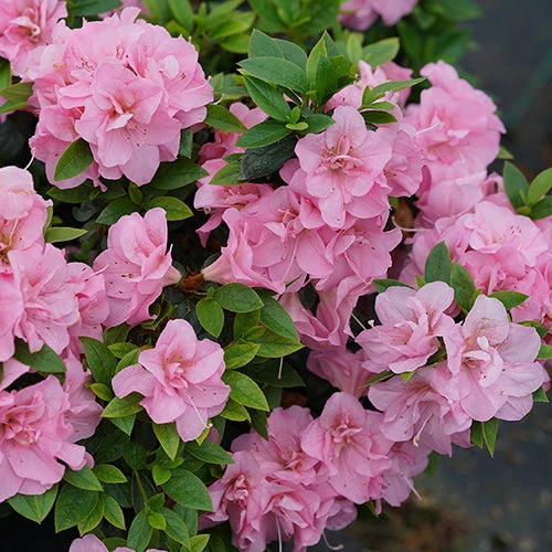 Perfecto Mundo® Double Pink Reblooming Azalea - Image 5