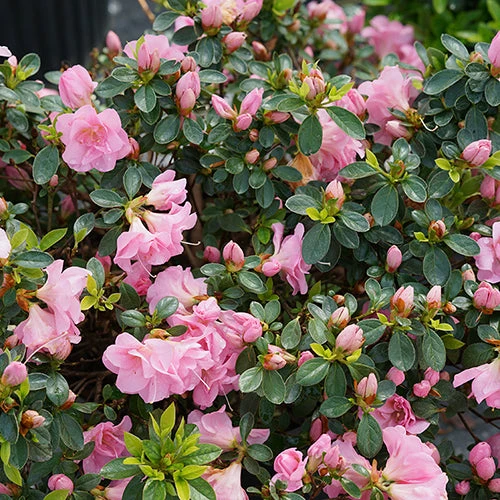 Perfecto Mundo® Double Pink Reblooming Azalea - Image 6