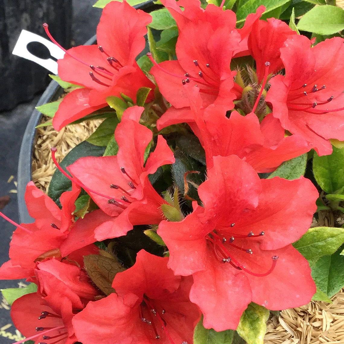 Perfecto Mundo® Orange Reblooming Azalea - Image 5