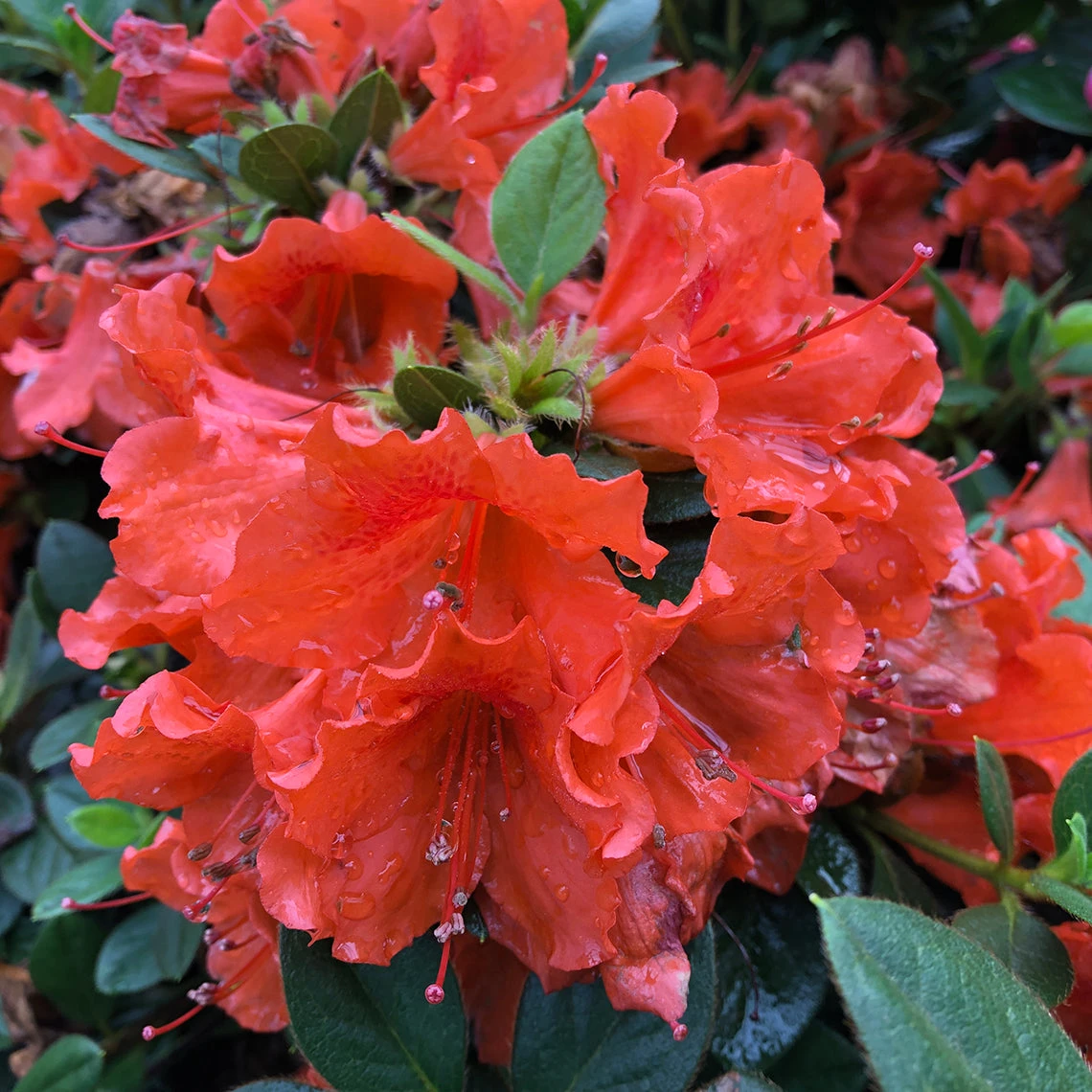 Perfecto Mundo® Orange Reblooming Azalea - Image 3