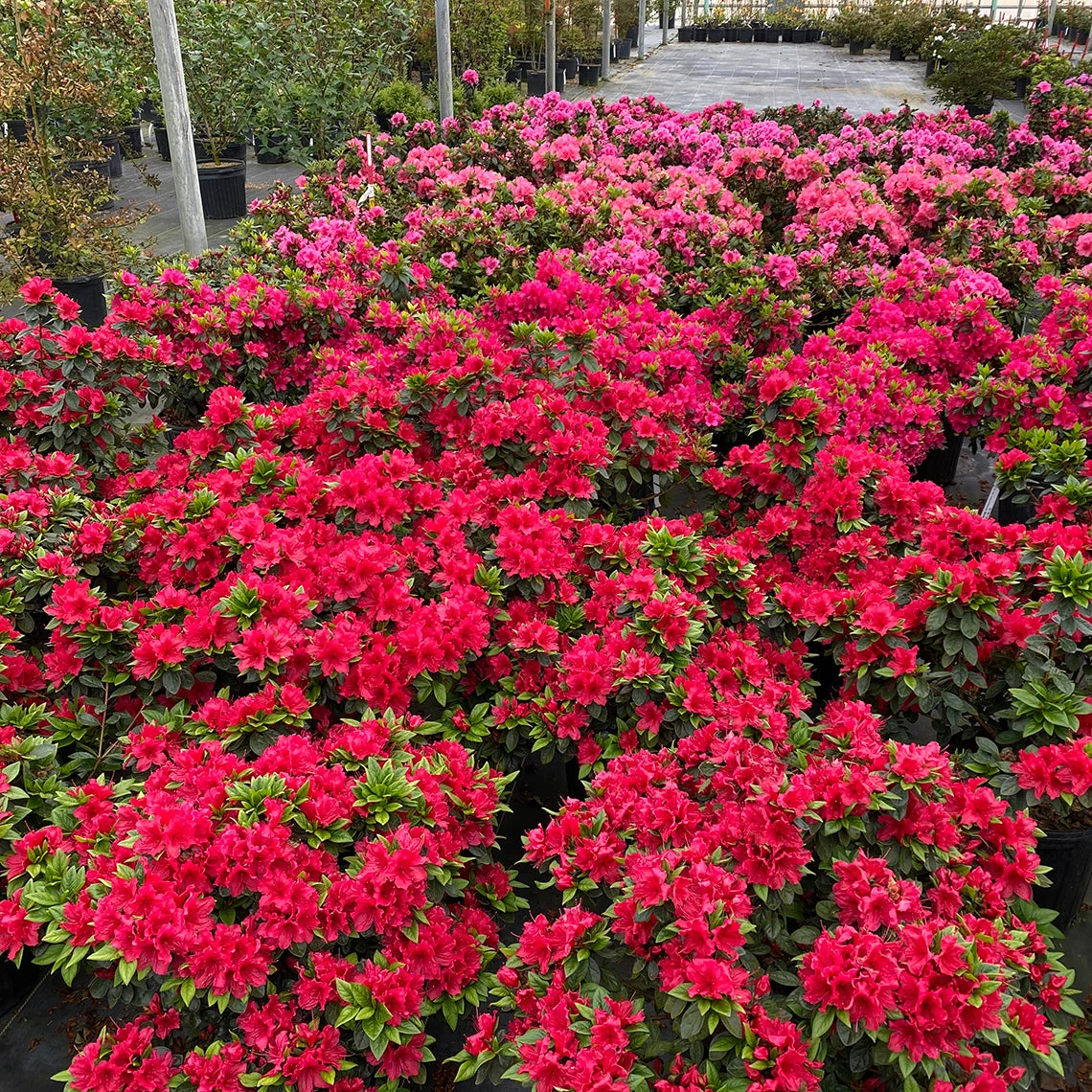 Perfecto Mundo® Red Reblooming Azalea - Image 2