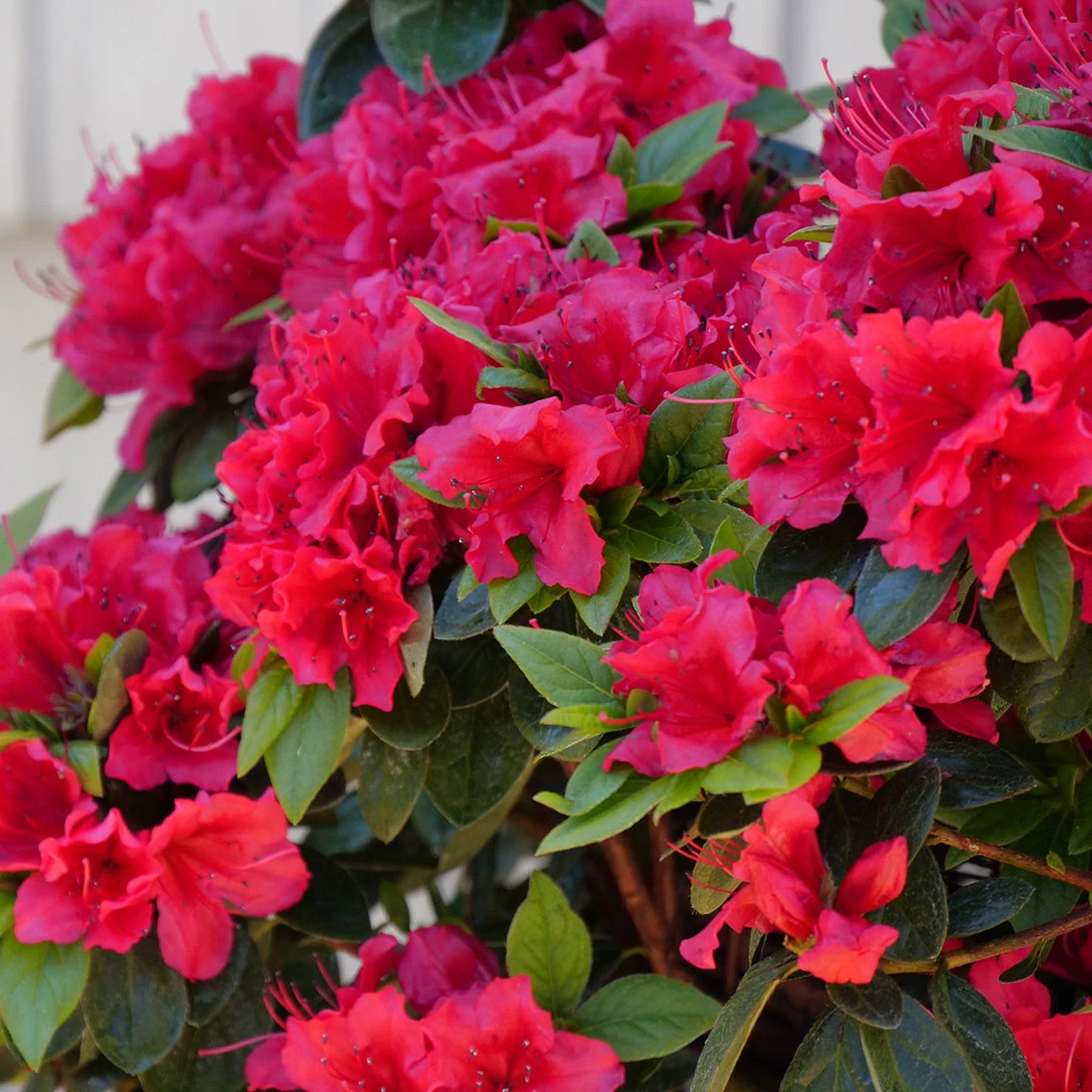 Perfecto Mundo® Red Reblooming Azalea - Image 5