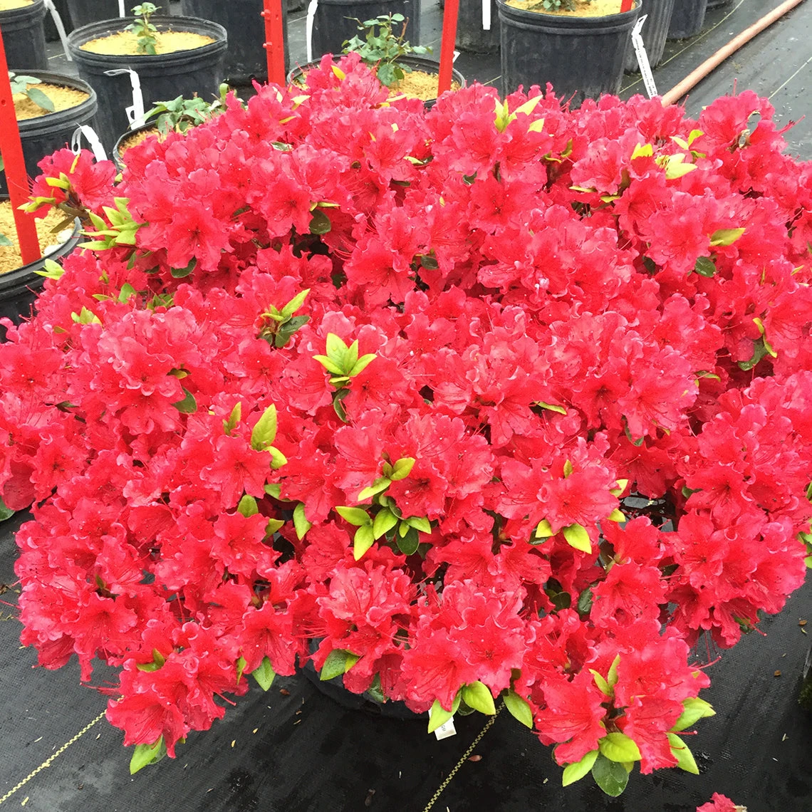 Perfecto Mundo® Red Reblooming Azalea - Image 4