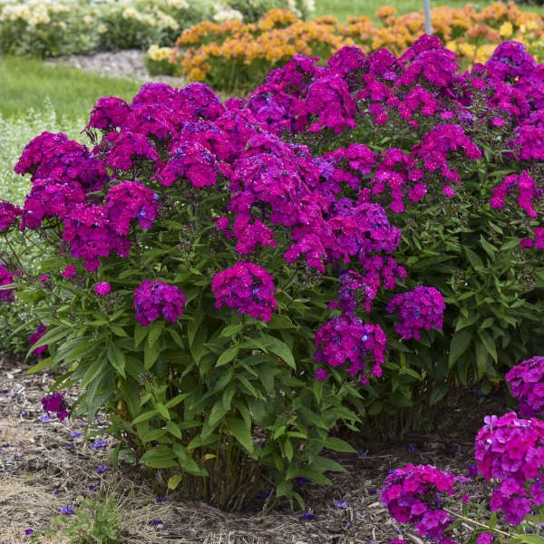 Luminary™ 'Ultraviolet' Tall Garden Phlox - Image 4