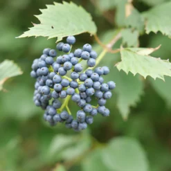 Blue Muffin® Arrowwood Viburnum