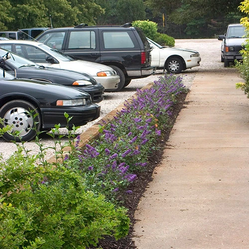 Lo & Behold® 'Blue Chip' Butterfly Bush - Image 5