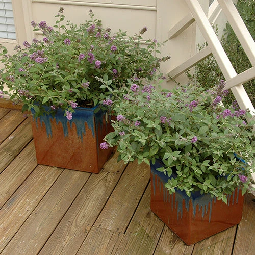 Lo & Behold® 'Blue Chip' Butterfly Bush - Image 4