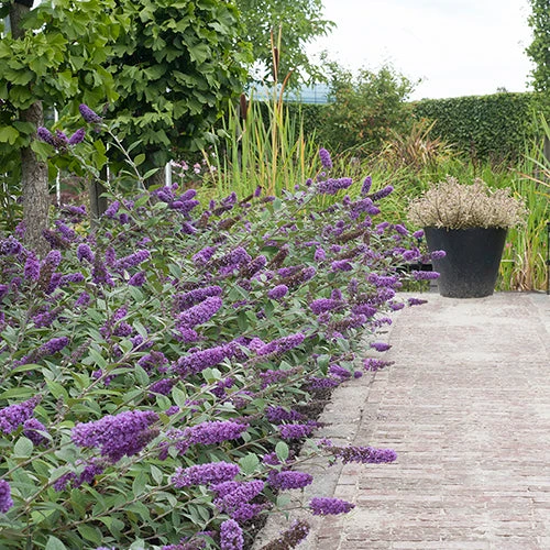 Lo & Behold® 'Blue Chip' Butterfly Bush - Image 2