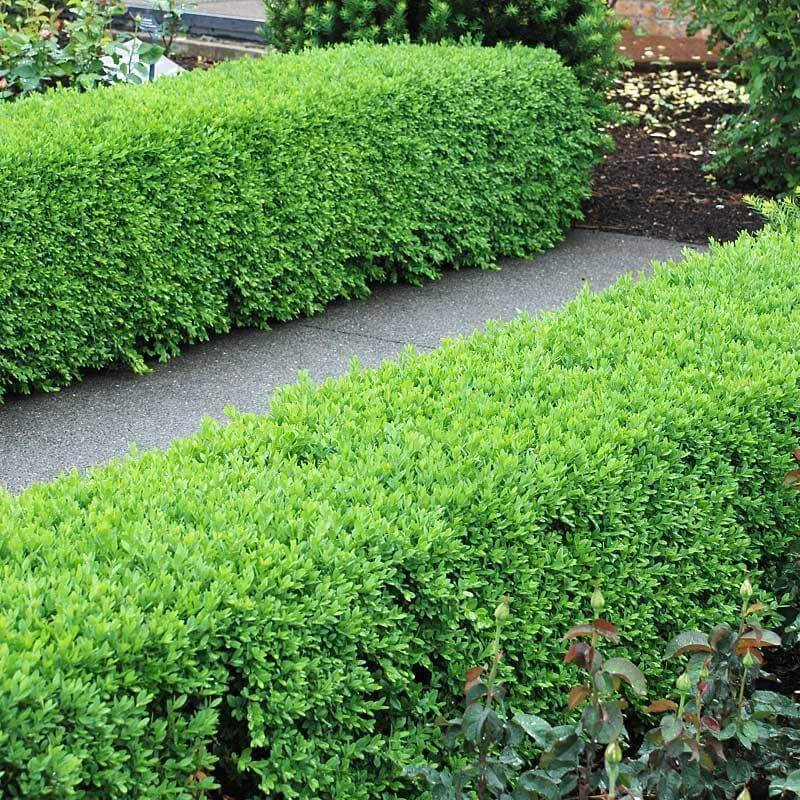 'Green Velvet' Boxwood - Image 2
