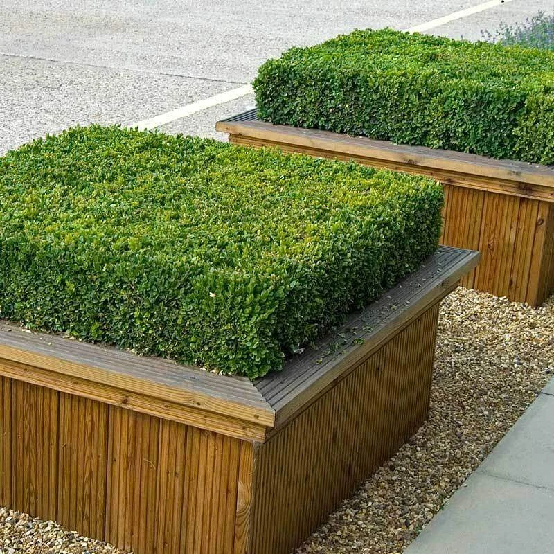 'Green Velvet' Boxwood - Image 3