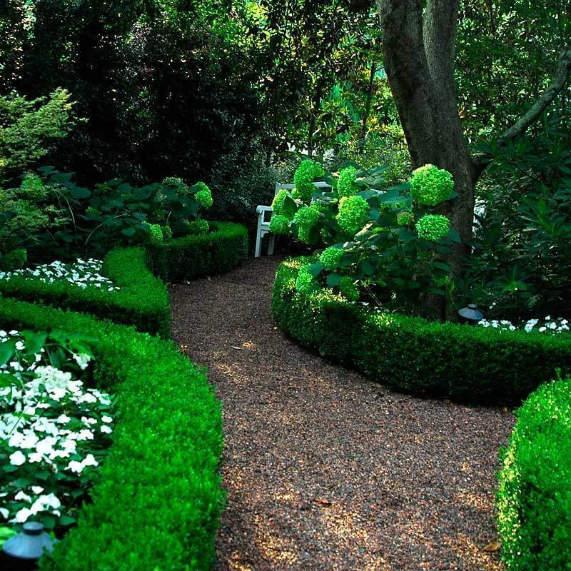 'Green Velvet' Boxwood - Image 5