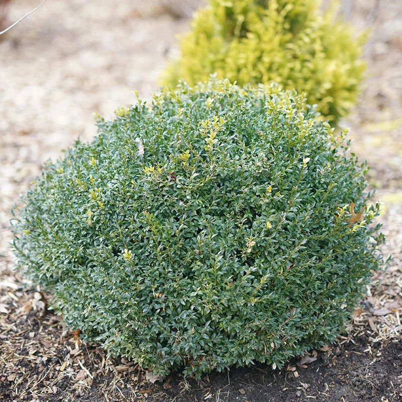 North Star® Boxwood - Image 3