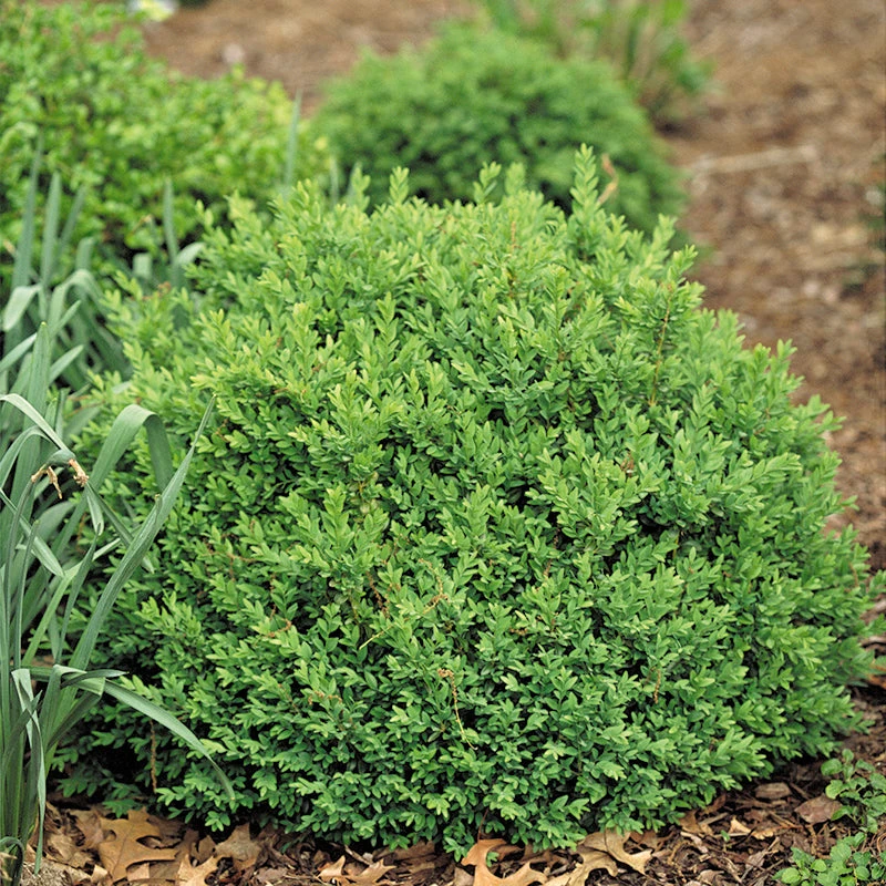 North Star® Boxwood - Image 2