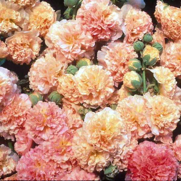 Peaches 'N' Dreams Hollyhock - Image 2