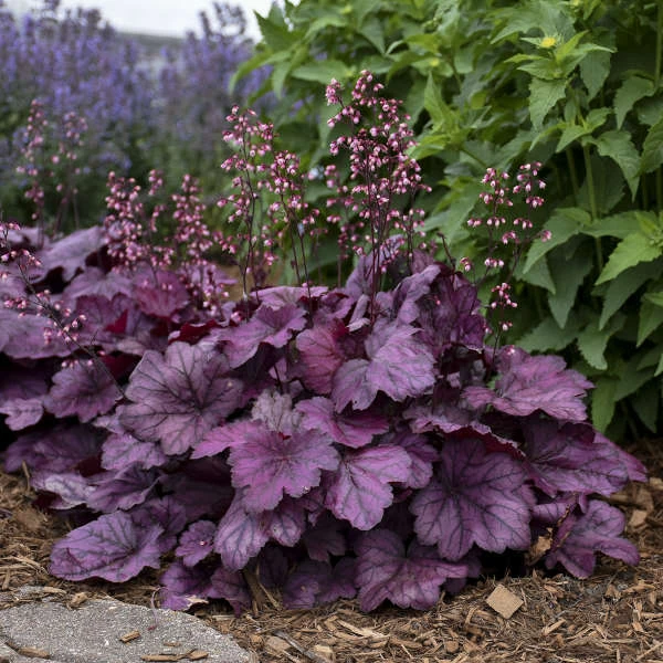 Primo® 'Wild Rose' Coral Bells