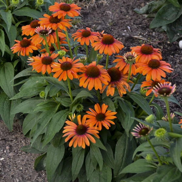Color Coded™ 'Orange You Awesome' Coneflower - Image 6
