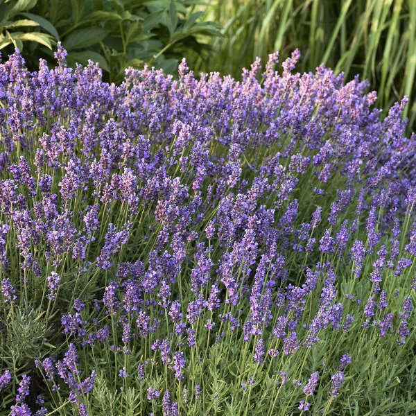 'Hidcote' Lavender