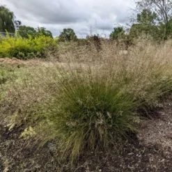 'Gone With The Wind' Prairie Dropseed