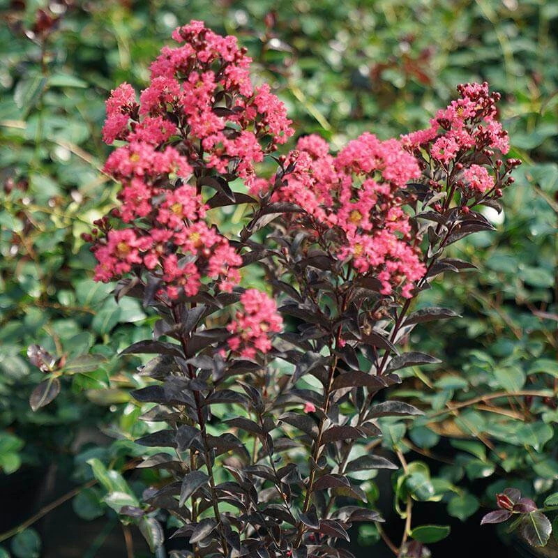 Center Stage® Coral Crapemyrtle - Image 2
