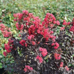 Center Stage® Pink Crapemyrtle
