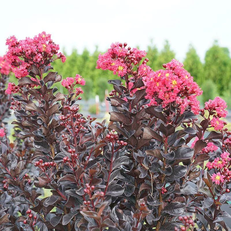 Center Stage® Pink Crapemyrtle - Image 4