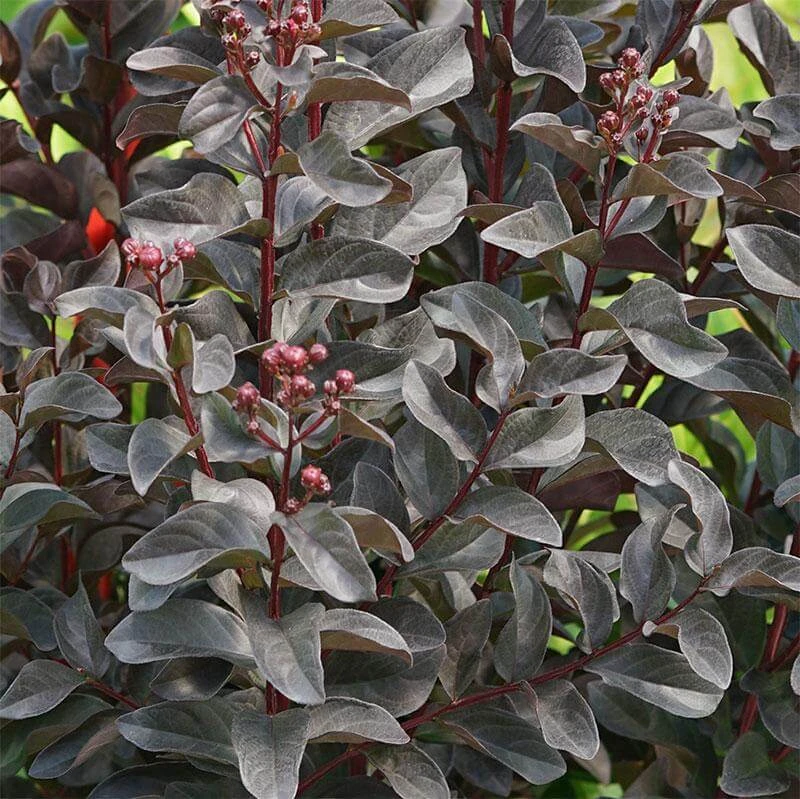 Center Stage® Pink Crapemyrtle - Image 3