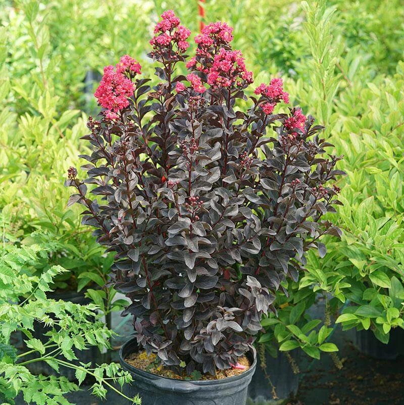 Center Stage® Pink Crapemyrtle - Image 5