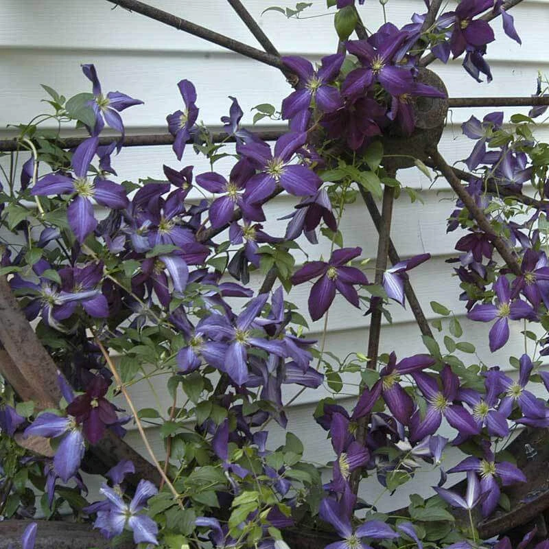 Happy Jack® Purple Clematis - Image 2