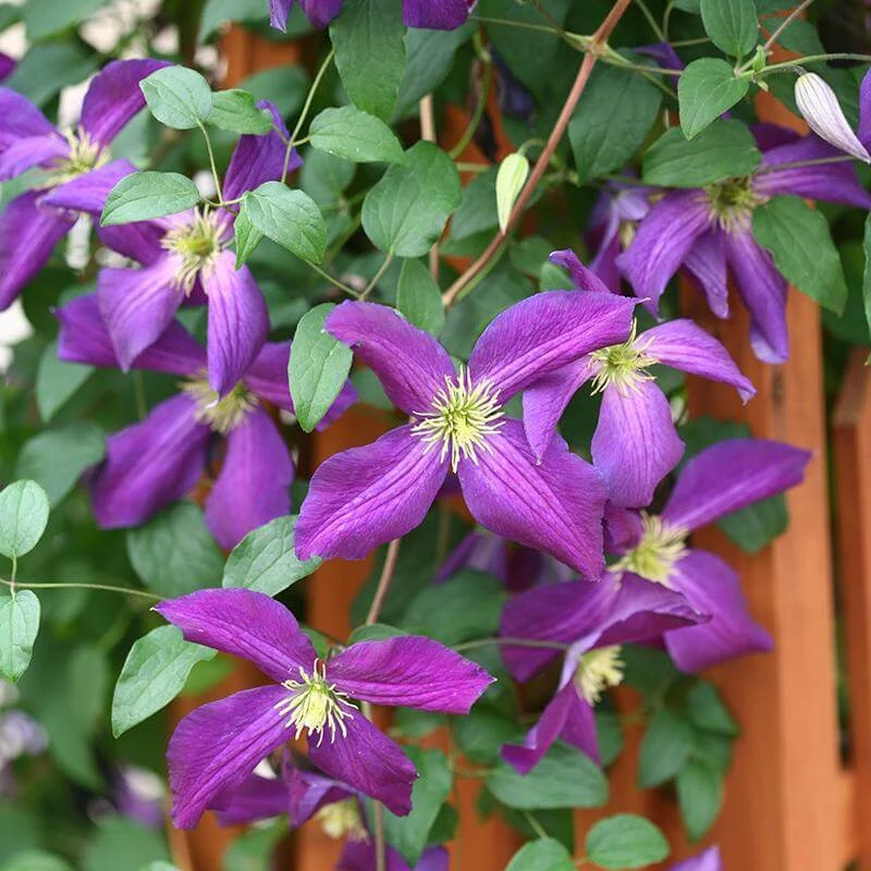 Happy Jack® Purple Clematis - Image 3