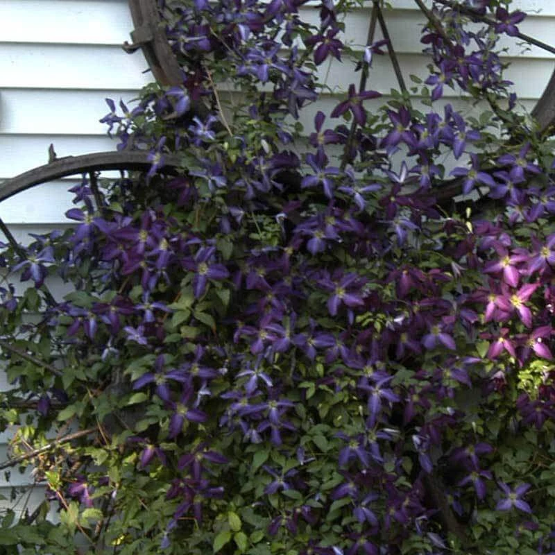 Happy Jack® Purple Clematis - Image 4