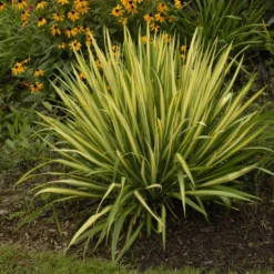 'Color Guard' Yucca
