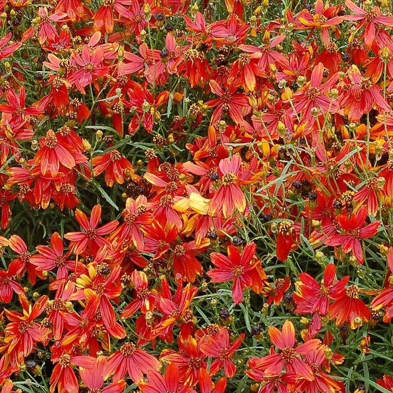 'Ladybird' Tickseed - Image 4