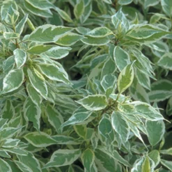 Ivory Halo® Red-Twig Dogwood