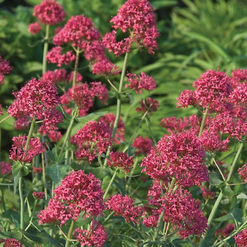 Red Valerian