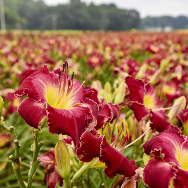 Rainbow Rhythm® 'Blood Sweat And Tears' Daylily