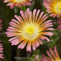 Wheels Of Wonder® Salmony Pink Ice Plant