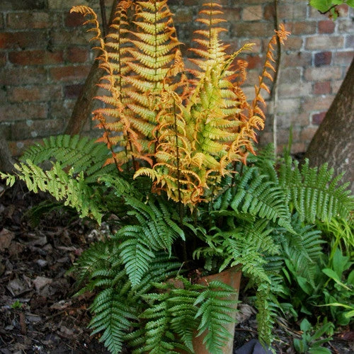 'Jurassic Gold' Wood Fern