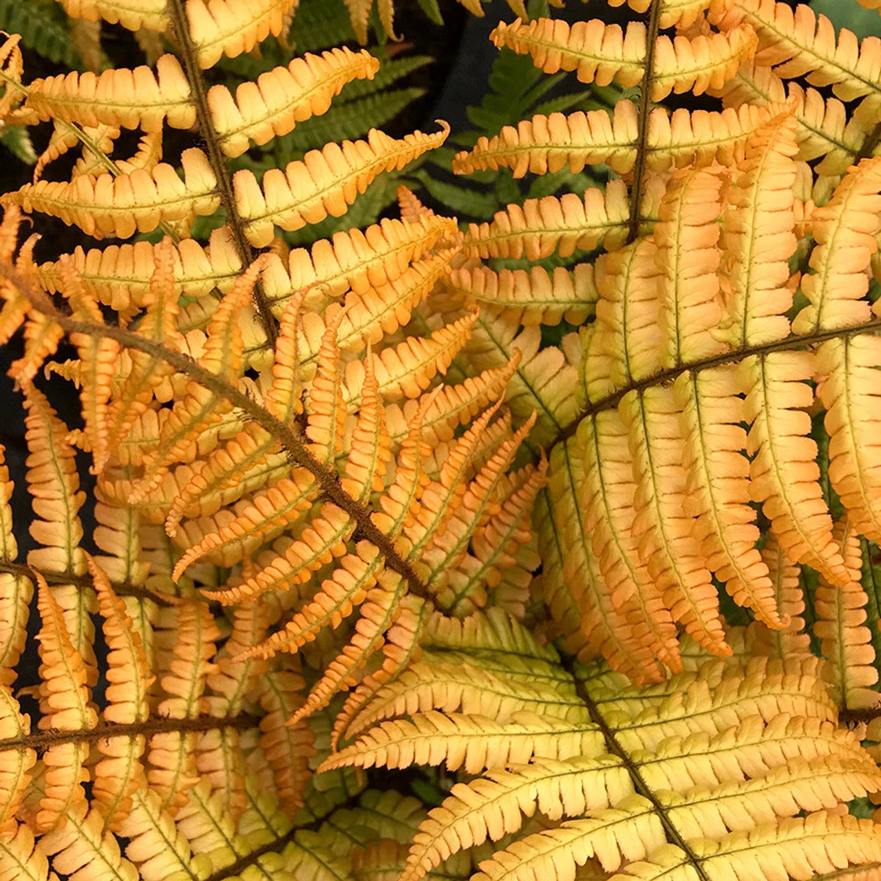 'Jurassic Gold' Wood Fern - Image 2